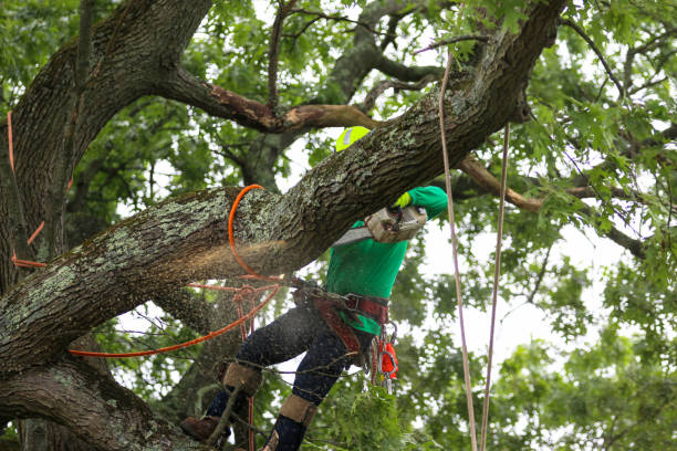 Best Tree Disease Treatment  in Delano, MN