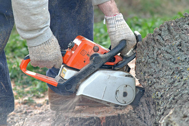 How Our Tree Care Process Works  in  Delano, MN