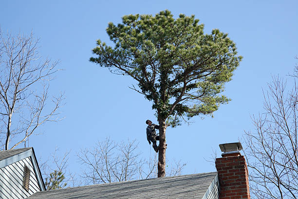 Best Tree Health Inspection  in Delano, MN