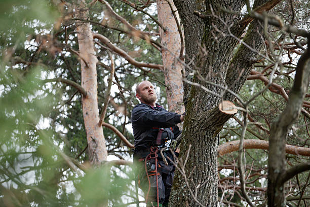 Trusted Delano, MN Tree Services Experts