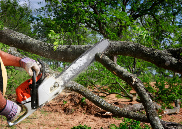 Best Tree and Shrub Care  in Delano, MN